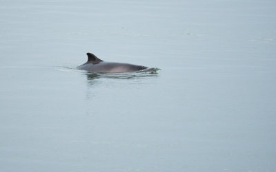 Bruinvis; Harbour porpoise