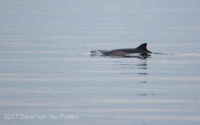 Bruinvis; Harbour porpoise