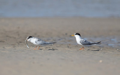 Dwergstern; Little tern