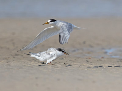 Dwergstern; Little tern