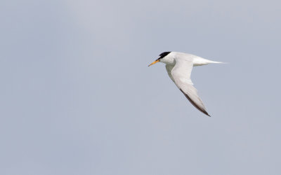 Dwergstern; Little tern