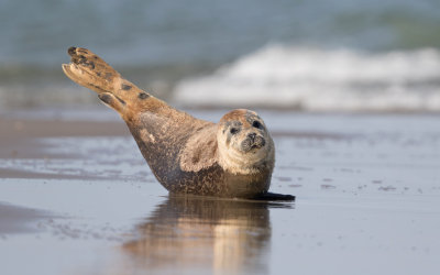 Gewone Zeehond; Common Seal