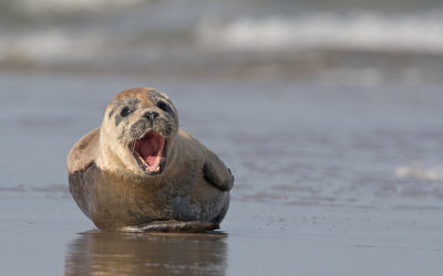 Gewone Zeehond; Common Seal