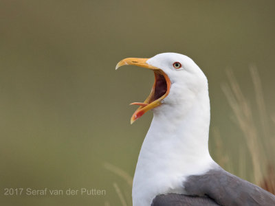 Kleine Mantelmeeuw