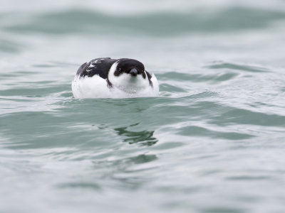 Kleine Alk; Little Auk