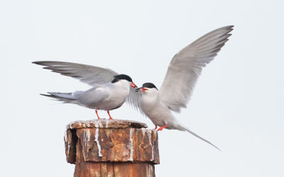 Visdief; Common Tern