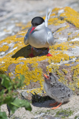 Noordse Stern; Arctic Tern