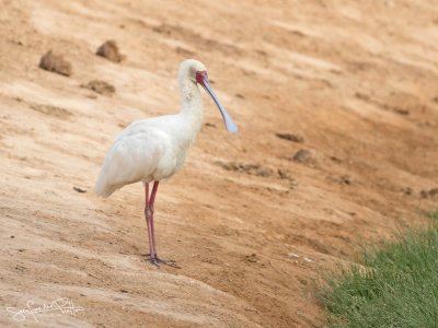 Afrikaanse Lepelaar; African Spoonbill