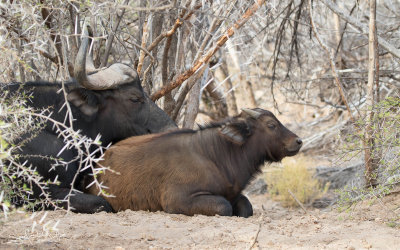 Kafferbuffel; Cape Buffalo