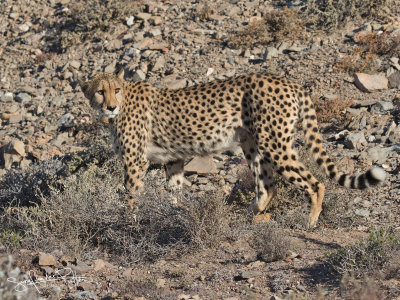 Luipaard; Cheetah