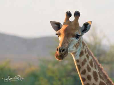 Giraffe; Giraffe