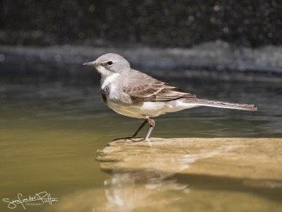 Kaapse kwikstaart; Cape Wagtail