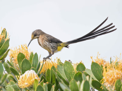 Kaapse Suikervogel; Cape Sugarbird