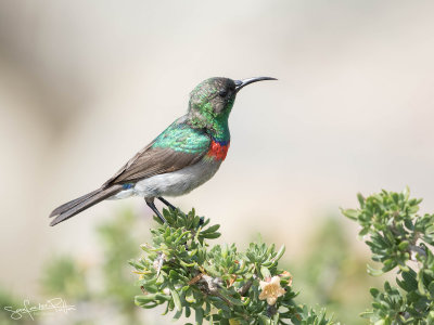 Kleine Kraaghoningzuiger; Southern Double-collared 