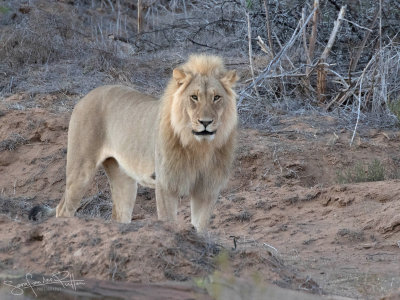 Witte Leeuw; White Lion