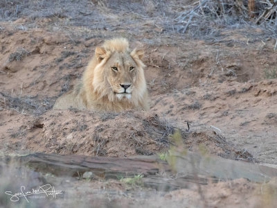 Witte Leeuw; White Lion