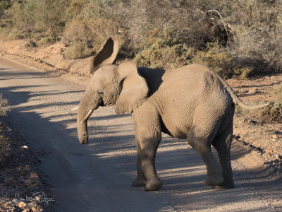 Afrikaanse Olifant; African Elephant