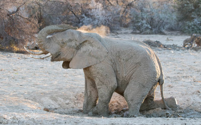 Afrikaanse Olifant; African Elephant