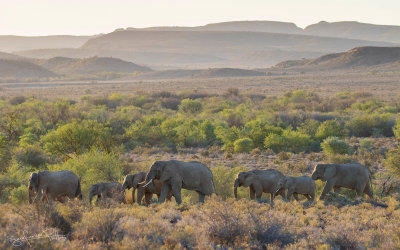 Afrikaanse Olifant; African Elephant