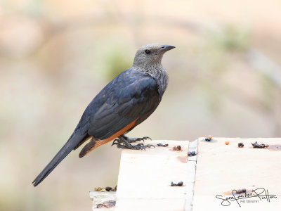 Roodvleugelspreeuw; Red-winged Starling