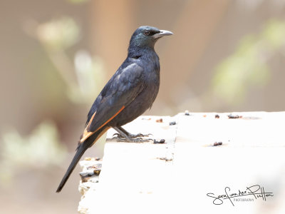 Roodvleugelspreeuw; Red-winged Starling