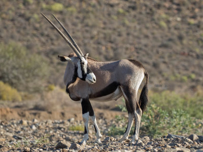 Spiesbok; Oryx