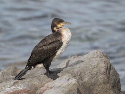 Witborstaalscholver; White-breasted Cormorant