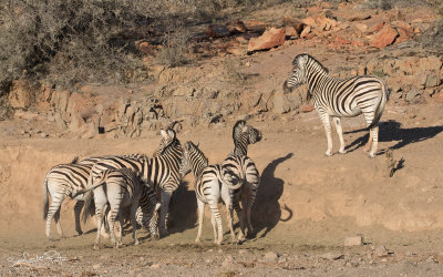 Gewone Zebra; Plains Zebra