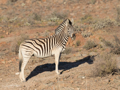Gewone Zebra; Plains Zebra