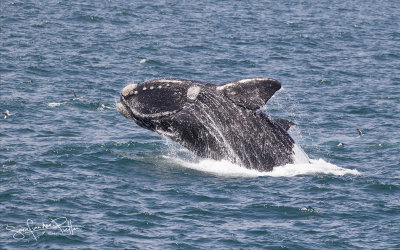 Zuidkaper; Southern Right Whale