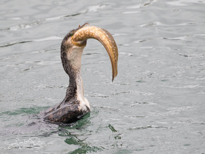 Witborstaalscholver; White-breasted Cormorant