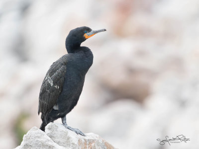 Kaapse Aalscholver; Cape cormorant