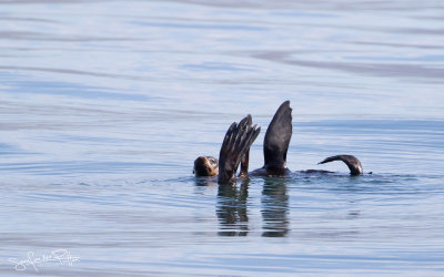 Kaapse Pelsrob; Cape fur seal