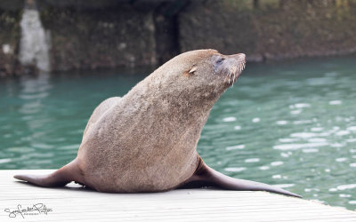 Kaapse Pelsrob; Cape fur seal