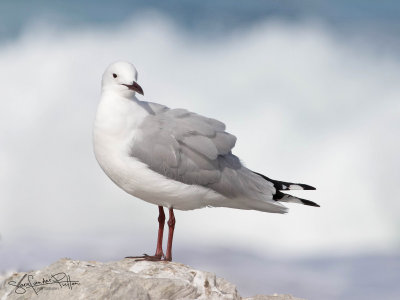 Hartlaubs Meeuw; Hartlaub's gull