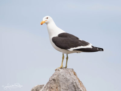 Kelpmeeuw; Kelp Gull