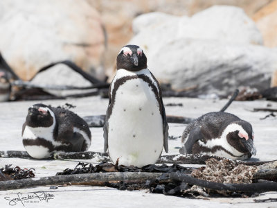 Zwartvoet Pinguin; African Penguin