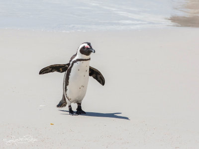 Zwartvoet Pinguin; African Penguin