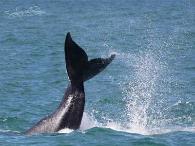 Zuidkaper; Southern Right Whale