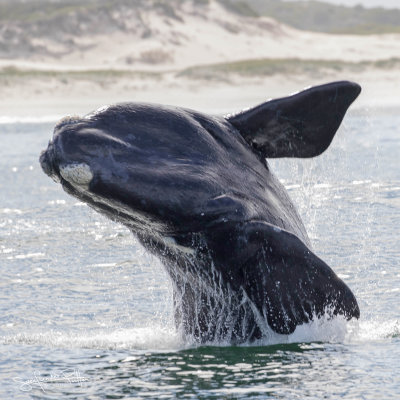 Zuidkaper; Southern Right Whale