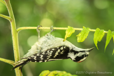 La faim justifie les moyens!  (Pic Chevelu)