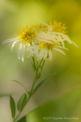 Aster  ombelles