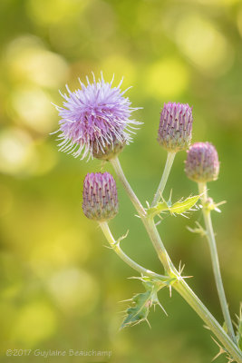 Chardon des champs  (Cirsium arvense)