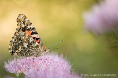 Belle-Dame  (Vanessa Cardui)