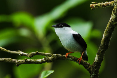 White-bearded Manakin