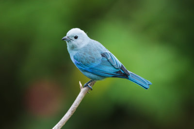 Blue-Gray Tanager