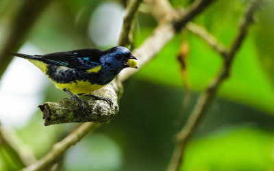 Turqouise Tanager