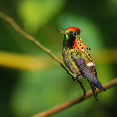 Tufted Coquette