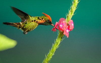 Tufted Coquette