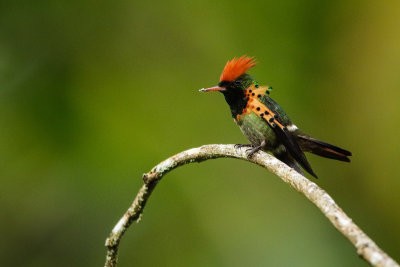 Tufted Coquette